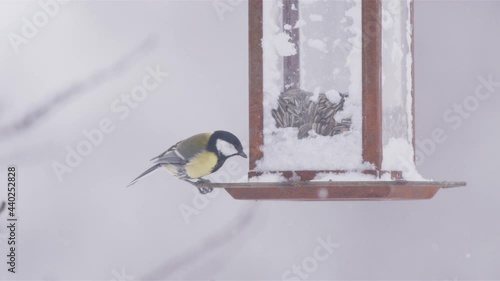 Great tit on bird feeder grabs seed, flies, snowy winter in Sweden, slow motion