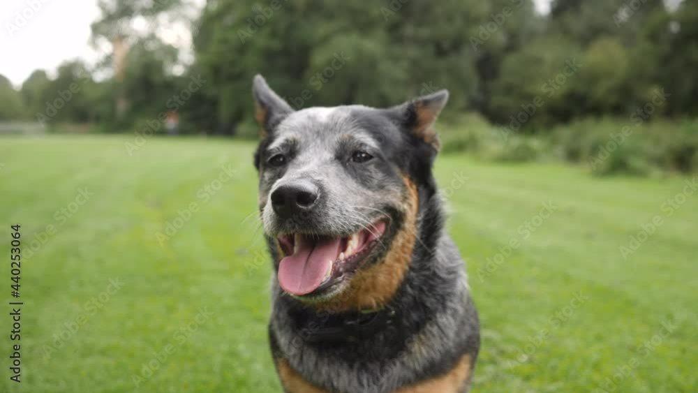Blue heeler dog looking into camera. Head shot. Blue heeler dog looking into camera. Head shot.