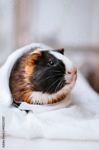 A tricolor guinea pig or Easter bunny after bathing wet on a light background sits and looks at the camera.