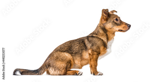 Side view on a isolated Crossbreed dog sitting in front and waiting