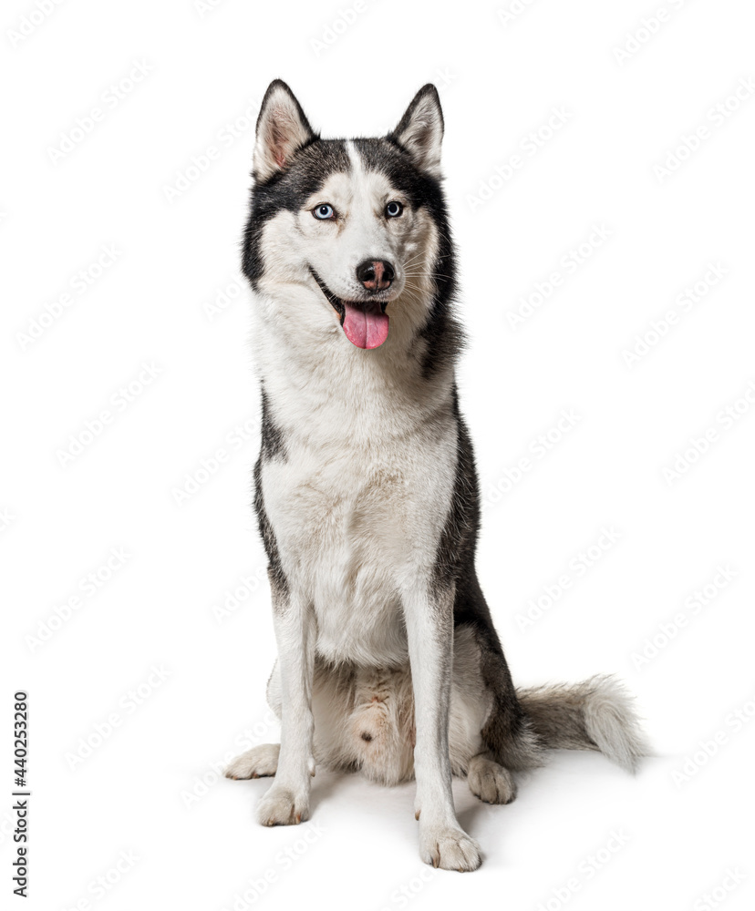 Panting Siberian Husky dog sitting on white