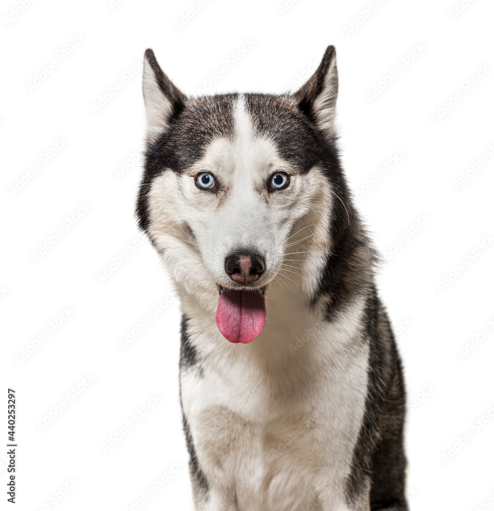 Panting siberian Husky dog, Isolated on white