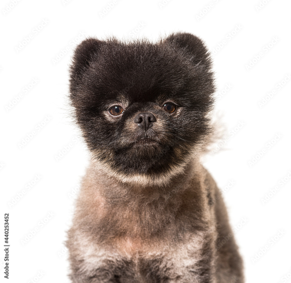 Portrait Brown and Black Spitz dog, isolated