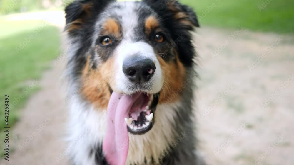 Australian shepherd dog with large tongue hanging out. Close up. Australian shepherd dog with large tongue hanging out. Close up.