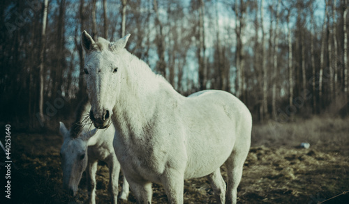 Golden blue horse. White horse looking at camera