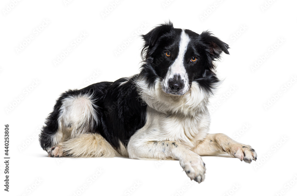 Lying down on a empty board Border collie dog looking at the camera