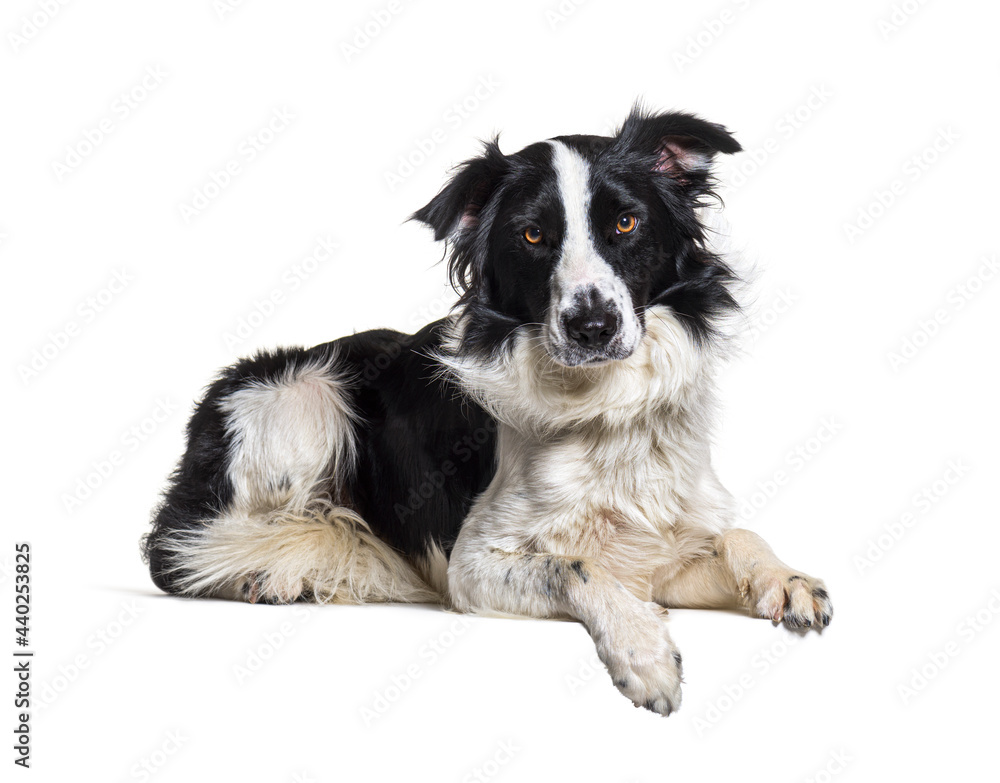 Lying down on a empty board Border collie dog looking at the camera, isolated