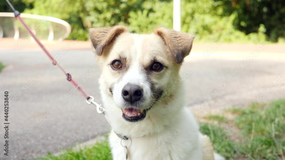 Pretty little doggie 'smiling' at camera. Close up. Pretty little doggie 'smiling' at camera. Close up.