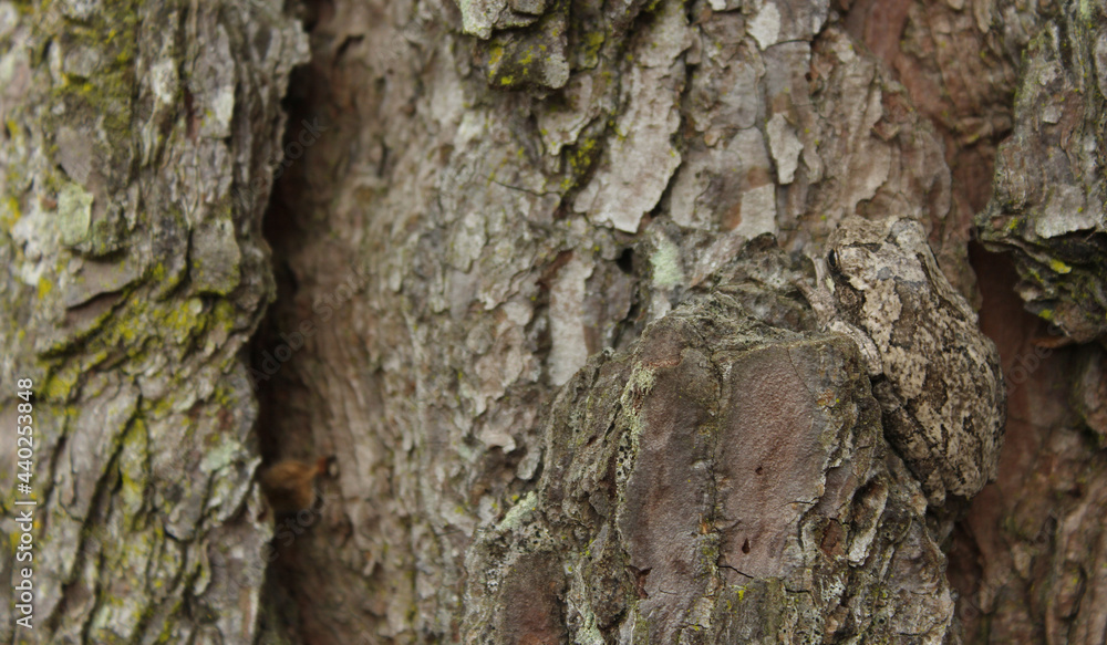 Gray Tree Frog Hyla chrysoscelis on pine tree in Eastern Texas Camoflauged Gray Tree Frog Hyla chrysoscelis on pine tree in Eastern Texas Camoflauged