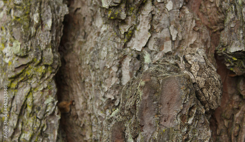 Gray Tree Frog Hyla chrysoscelis on pine tree in Eastern Texas Camoflauged