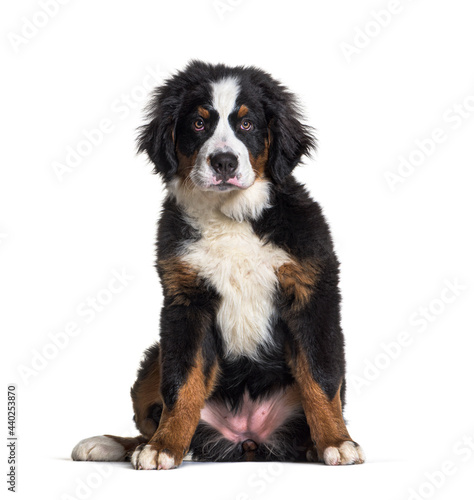 Sitting Bernese Mountain Dog, isolated on white and looking at camera