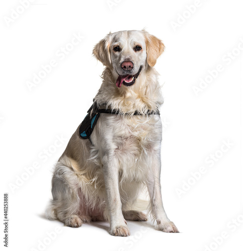 Fototapeta Naklejka Na Ścianę i Meble -  Labrador dog wearing harnais panting