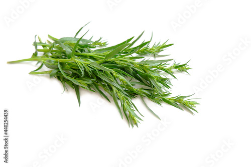 Tarragon twigs. Spicy-aromatic, tonic plant. Fresh shoots of green tarragon isolated on a white background.