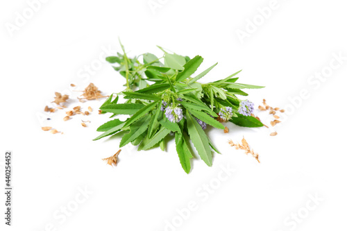 Fenugreek twigs. Fresh fenugreek with leaves, flowers and seeds. A spicy plant trigonella isolated on a white background. photo