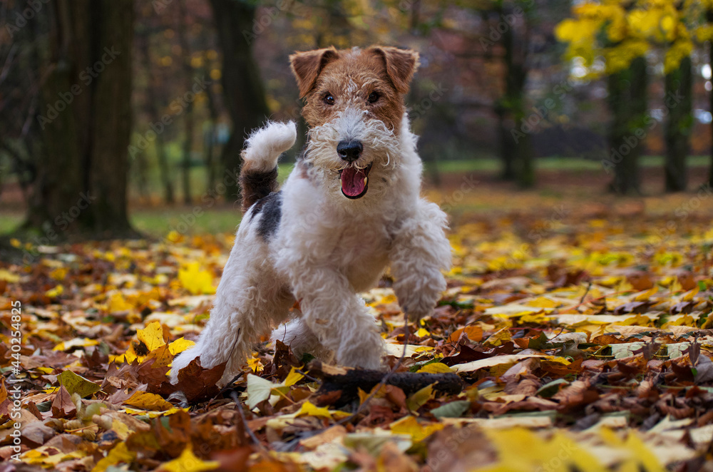 Wire Fox Terrier hunting dog. Puppy pet Photos | Adobe Stock