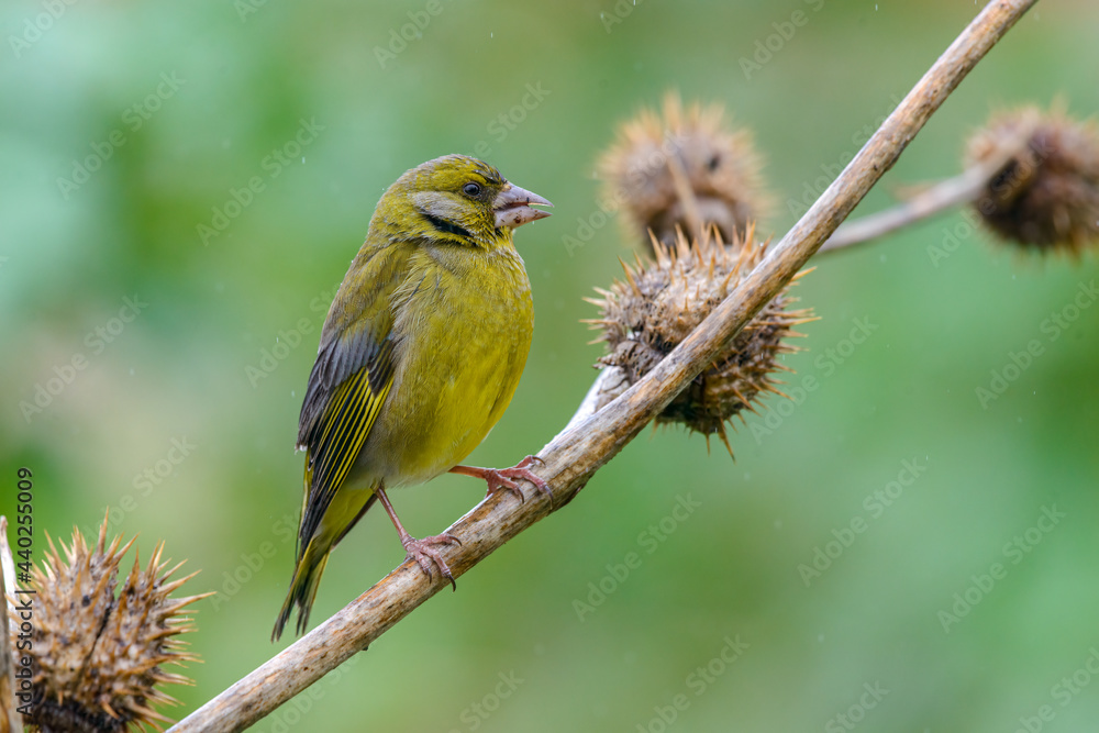 European Greenfinch Chloris chloris male bird eating seeds European Greenfinch Chloris chloris male bird eating seeds