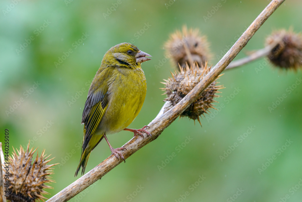 European Greenfinch Chloris chloris male bird eating seeds