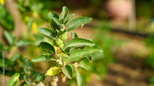 Withania Somnifera Plant Known As Ashwagandha Indian Ginseng Poison Gooseberry Or Winter Cherry Ashwagandha Is One Of The Most Important Herbs In Ayurveda Medicine In India Foto De Stock Adobe Stock