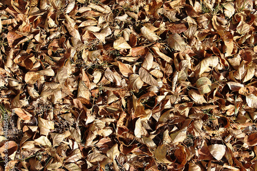 Fallen autumn leaves. Yellow leaves. Can be used as a background, as an element for sites, in design. 
