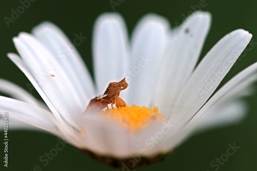 Teufelchen (Phymata crassipes) auf Margerite photo