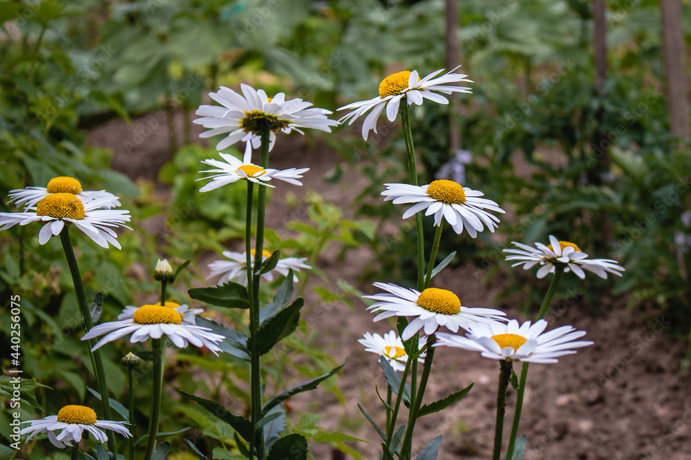 Flowering of large white daisies. Beautiful blooming daisies with a