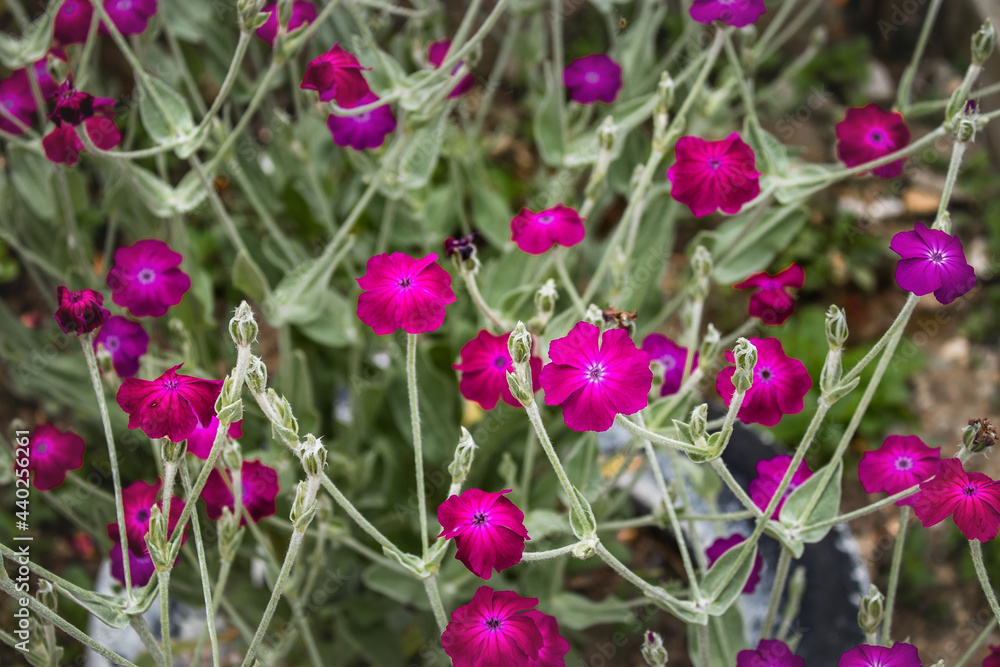 Fototapeta premium Bright purple flowers with pale green foliage on a sunny day.