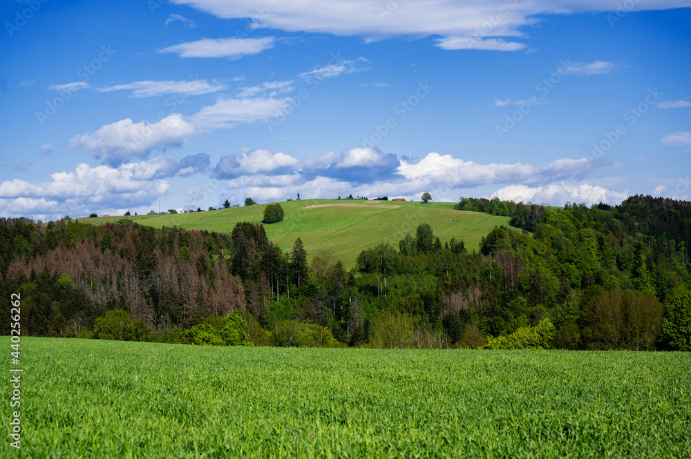Green field, wood and picturesque hill in spring day. Green field, wood and picturesque hill in spring day.