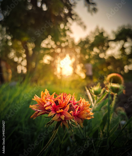flowers in the sun