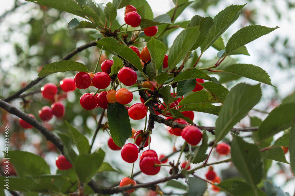 A cherry tree with a ripe red cherry on a blurry background. Juicy cherries on the branches in the garden. Delicious juicy sour cherries hanging on a tree on a sunny summer day.