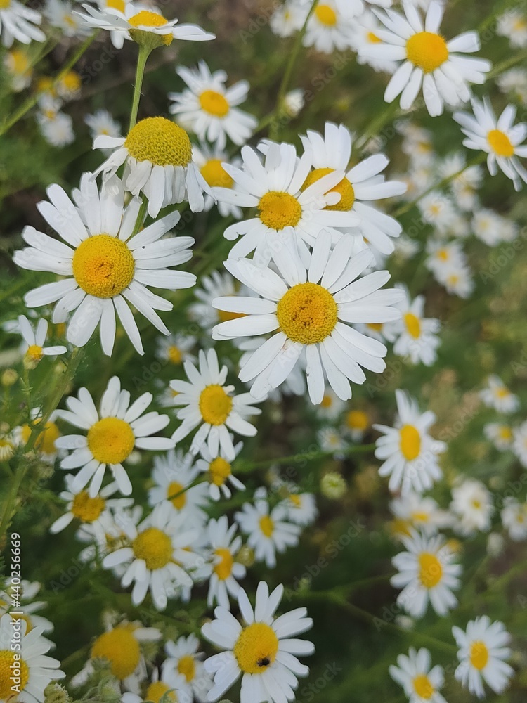 Fototapeta premium White daisies in the forest in summer.