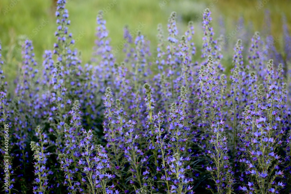 Naklejka premium beautiful wild multicolored flowers on a field in nature on a summer evening at sunset