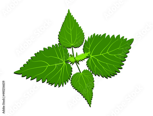 Green stinging nettle bush top view