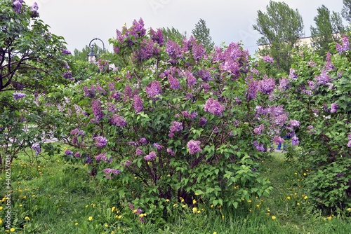 Fototapeta Naklejka Na Ścianę i Meble -  Lilac flowers in the garden