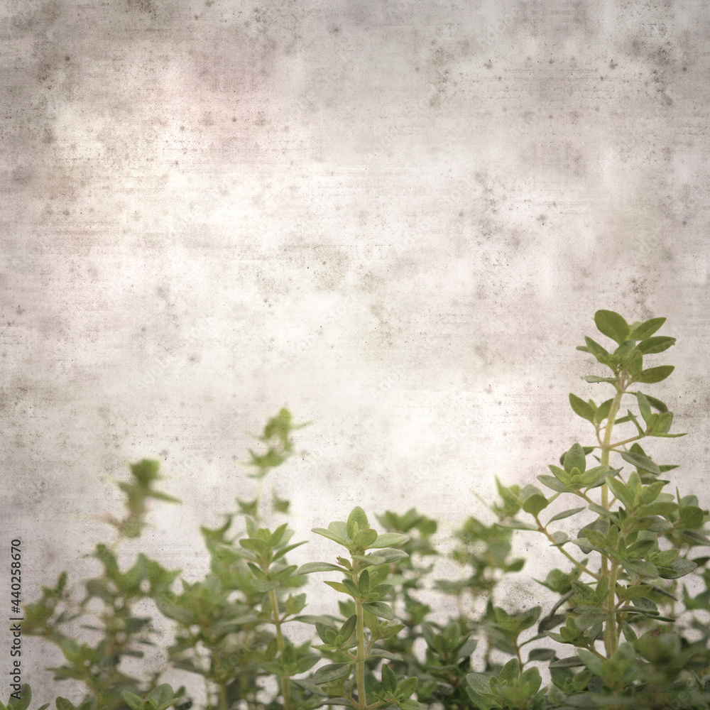 square stylish old textured paper background with lemon thyme
square stylish old textured paper background with lemon thyme