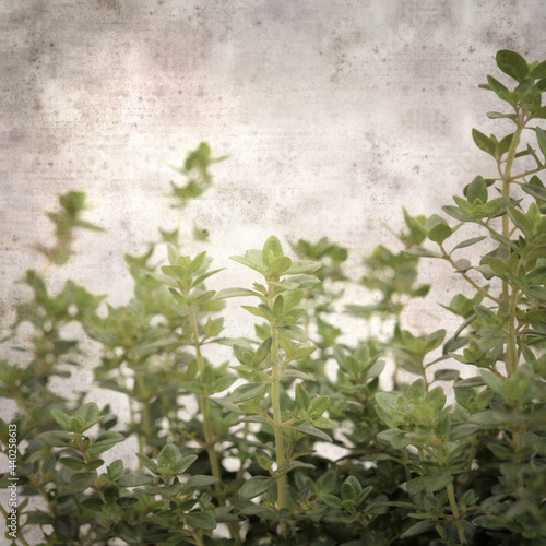 square stylish old textured paper background with lemon thyme