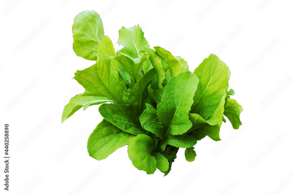 bundle of fresh arugula salad, isolated bundle of fresh arugula salad, isolated