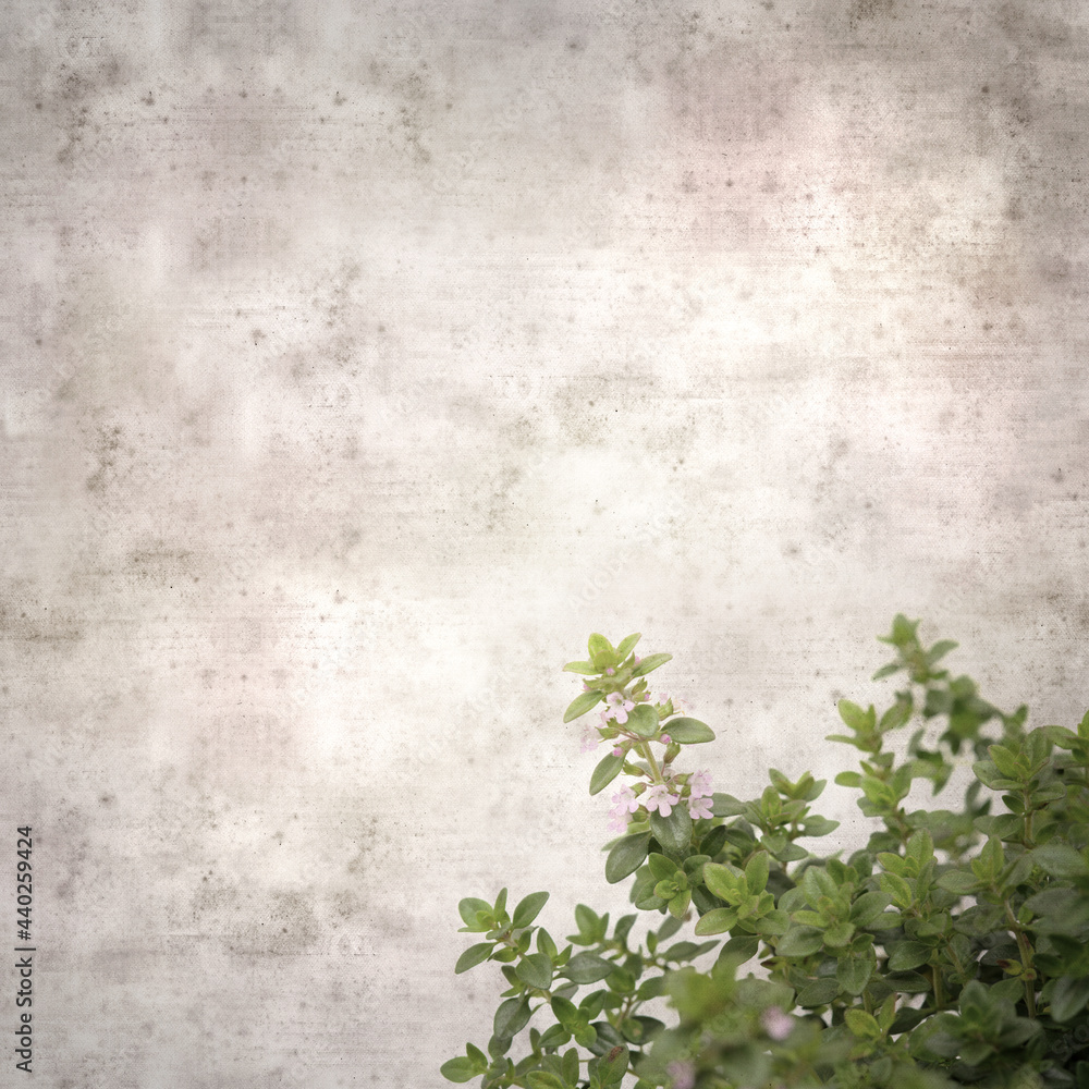 square stylish old textured paper background with lemon thyme
square stylish old textured paper background with lemon thyme