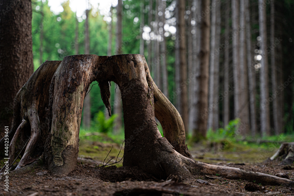 Peculiar sawed off tree trunk in the woods - nice form with opening in the middle Peculiar sawed off tree trunk in the woods - nice form with opening in the middle