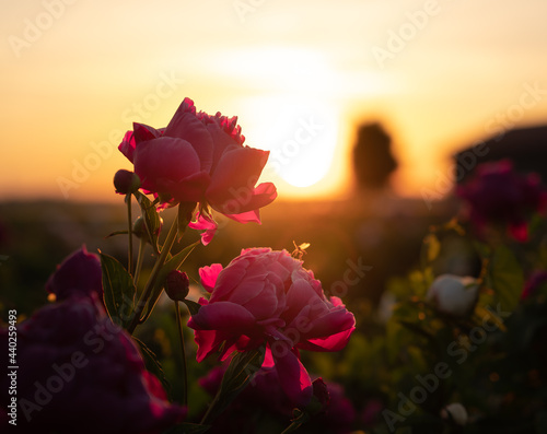Roses illuminated from the rising sun - nice silhouette with orange and pink colors