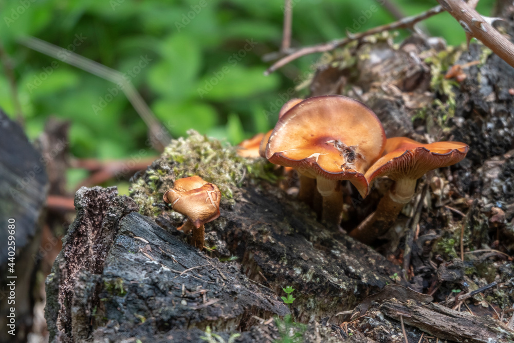 Mushrooms growing on a tree stump or tree. Mushrooms growing on a tree stump or tree.
