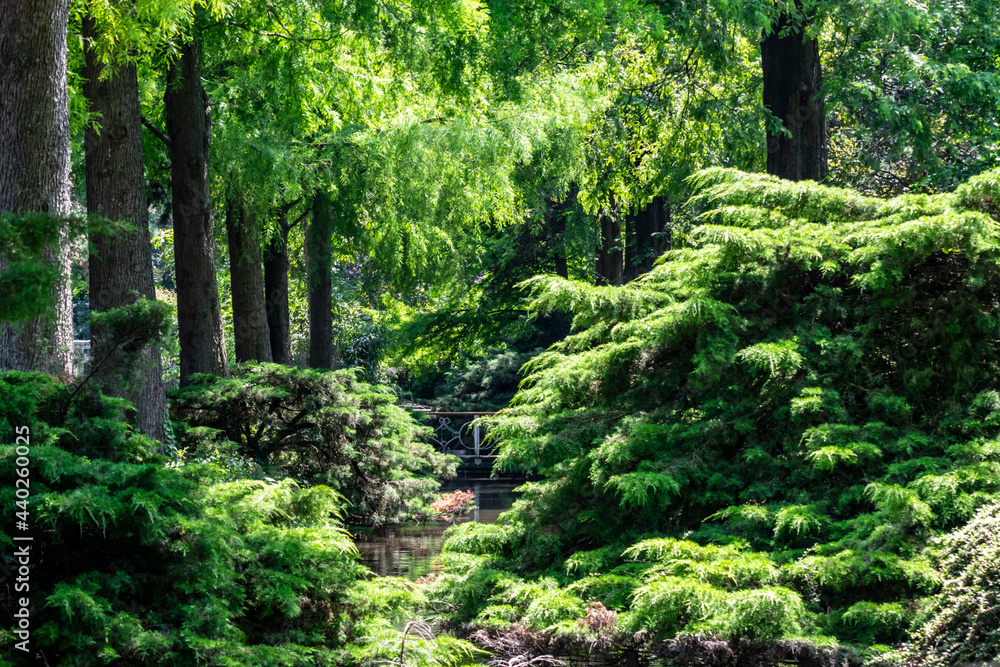 A beautiful summer forest park with green trees and a small river. Green dense foliage with shadows and sunlight. Landscaping with conifers. A beautiful summer forest park with green trees and a small river. Green dense foliage with shadows and sunlight. Landscaping with conifers.
