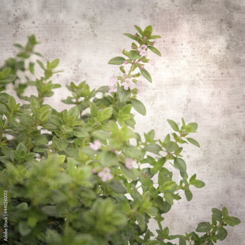 square stylish old textured paper background with lemon thyme