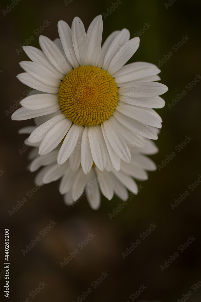 Obraz premium white daisies close up of daisy white petals and yellow centre vertical format black background close up of one daisy on top of another showing contrast of white against black