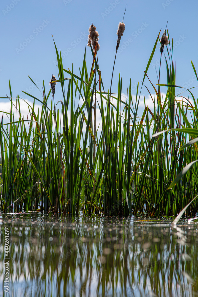 Bulrush plants reflected in the water on the shore of a lake. Blue sky background