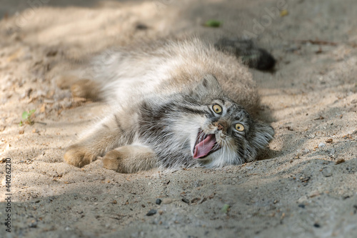 Canvas Print Pallas's cat (Otocolobus manul)