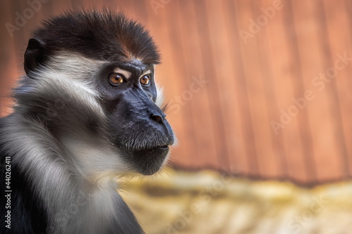 portret małpa