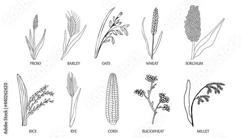 Hand drawn collection. Grains plants and cereal rye barley and wheat ear spikes. Vector sketch illustration for food package design template, engraving food.