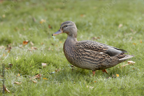 Female wild mallard duck in the grass