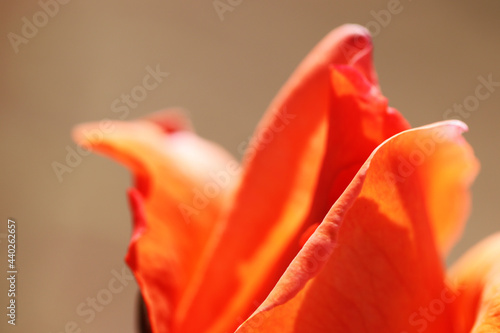 とても美しいオレンジ色のバラの花びら。Very beautiful orange rose petals.