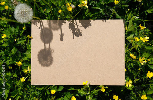 Empty space for text on a natural natural background of yellow flowers. Natural summer concept. photo